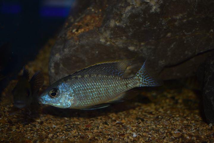 Protomelas fenestratus 'Mumbo Island'